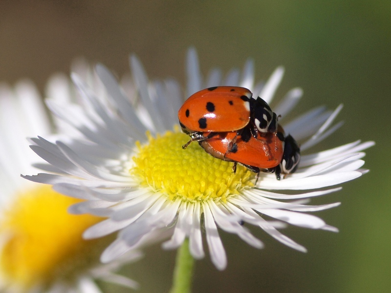 Coccinellidae (Hippodamia variegata?) in accoppiamento